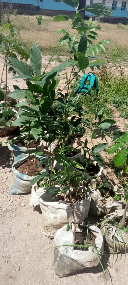 From Classroom to Garden Students cultivating a greener future..jpg